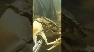 #aquaticlife #fishkeepinghobby #fishcatching #naturelovers #exoticaquariumfish #fishing