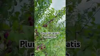 Desa Kita penuh plum gratis 😍 #fruit #plum #nature