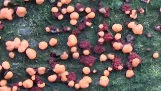 Gewoon meniezwammetje - Nectria cinnabarina