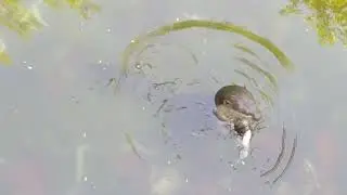 Feeding behaviour of Smooth-coated otter. જળબિલાડી ની ખોરાક લેવાની વર્તણૂક. ऊदबिलाव का भोजन व्यवहार.