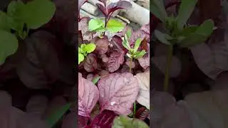 Organic Red Spinach ( লাল শাক )