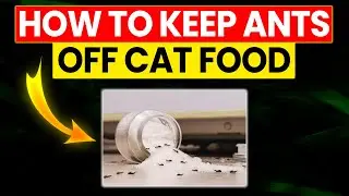 How to Keep Ants Off Cat Food: Effective Tips and Tricks