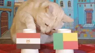 Egypt Vs Benin - Animals  Africa Cup of Nations 2025 Prediction