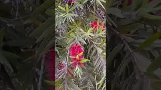 Bottle brush tree #nature #florida #shorts щетка для бутылок