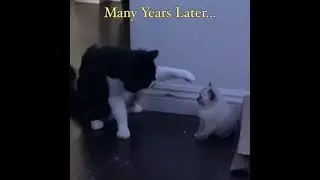 CAT BOP