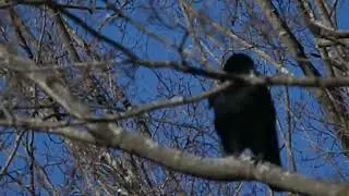 A Busy Crow