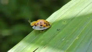 Asian Spotted Tortoise Beetle