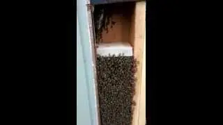 Bee & Wasp Removal Orlando 407-733-8623 Florida Wildlife Busters
