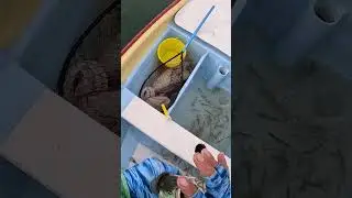 Curvina #curvina #pesca #JRpesca #pescadeportiva #fish #fishing #viral #shorts