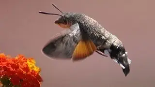 STRANGE BIRD BUG