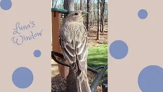 Lovely Female House Finch Hanging out at the Backyard Feeder #shorts