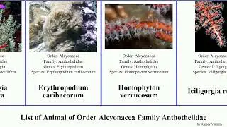 List of Animal of Order Alcyonacea Family Anthothelidae pacifica rubra grandiflora Iciligorgia Dan