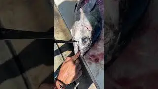 How To Tuna Cheeks!   The BEST Part to Eat