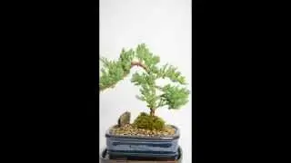 Bonsai Juniper Small 5