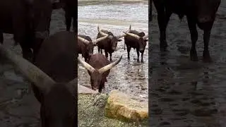 Amazing animal encounter #animals