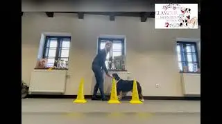 Tolatás - Dog Dancing és trükk tanuló videó