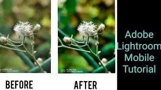 How To Edit Macro Shot In Adobe Lightroom Mobile CC