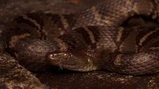Diamond-Backed Water Snake: Hong Kong Snakes