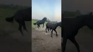 Two dramatic horses#horse #funny #dramatic #fyp #foryou