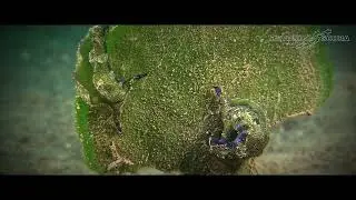 Sap-sucking Sea Slugs (Plakobranchus ocellatus) on Solitary Fan Green Seaweed (Avrainvillea erecta)