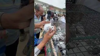 Kalpara Madrasi at Sambhal Pigeon Market || #pigeon  #pigeonsale #kabutar #kabootar #madrasikabootar