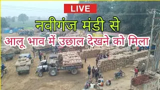 नवीगंज मंडी से सीधा लाइव ! आलू भाव में उछाल ! nabiganj Mandi ke Aalu ka bhav