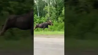 Moose Sighted Running on the Side of the Road During Pov&rsquo;s Commute