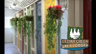 Dog Boarding at Cedar Creek Pet Lodge