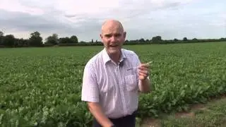 Explaining aphid control on the farm - Farming is Magic