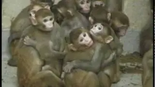 Laboratory Monkeys Hugging_Scared_Used For Experimentation