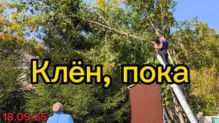 Спиливаем клён за забором.