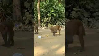 A hesitant capuchin wonders if it can grab its meal safely🤣