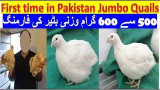 World's biggest quail breed in Pakistan first time Jumbo Coturnix, Texas A&M Quail Farming Betair