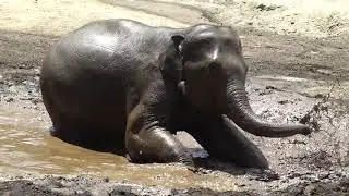 Elephant Mud Bath