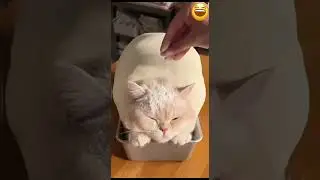 funny cat 🤣🤣