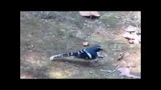 Slaty-backed Forktail (Enicurus schistaceus)