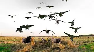 5 BIRDS 3 SHOTS! 2 DAYS MANITOBA FREELANCE GOOSE HUNTING!