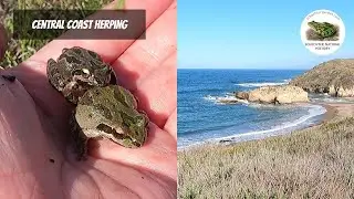Creatures of the Central Coast | Field Herping in California