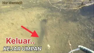 PALING MUDAH !! MANCING BELUT DI TAMBAK YANG AIRNYA JERNIH