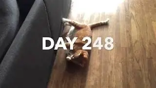 day 248  | #GlowCAT