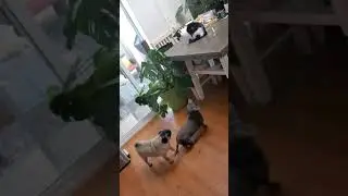 floki meets his sitter&rsquo;s cat! i think they both might be upset lol #pug #dogs #viralvideo
