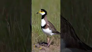 Masked Lapwing. #lapwing #birdnature #landscapenature #forestbirds