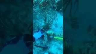 Lionfish hunting