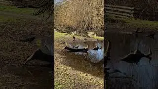 閒看鴉浴鱒魚湖 @troutlake