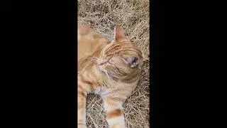 Wildlife collection