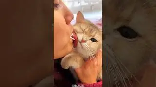 Истинная любовь между девочкой и кошкой #кошка #домашниеживотные #животные #дикаяприрода