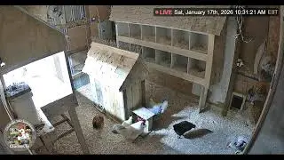 Chickens 24/7 HD Live Stream - Clock with Date & Time EST