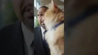 The Zoom Bomb Tail 視訊會議的意外嘉賓#relaxing #cat #catbehavior #funny #catshorts #shortvideo #shorts  #cute