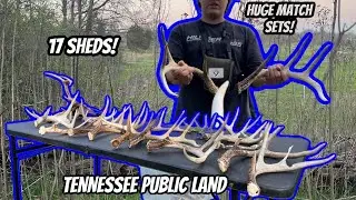 HUGE match sets!! Shed hunting Tennessee Public Land