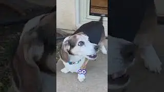 Dog Door Training 101: From Scared to Pro in Minutes